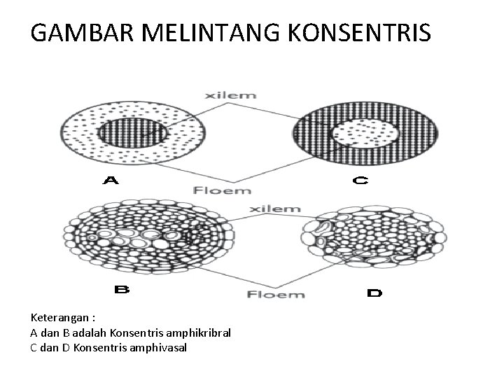 GAMBAR MELINTANG KONSENTRIS Keterangan : A dan B adalah Konsentris amphikribral C dan D