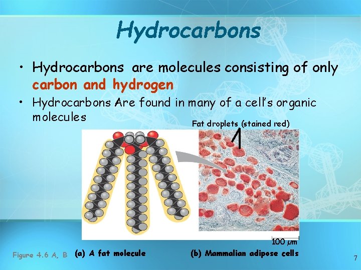 Hydrocarbons • Hydrocarbons are molecules consisting of only carbon and hydrogen • Hydrocarbons Are