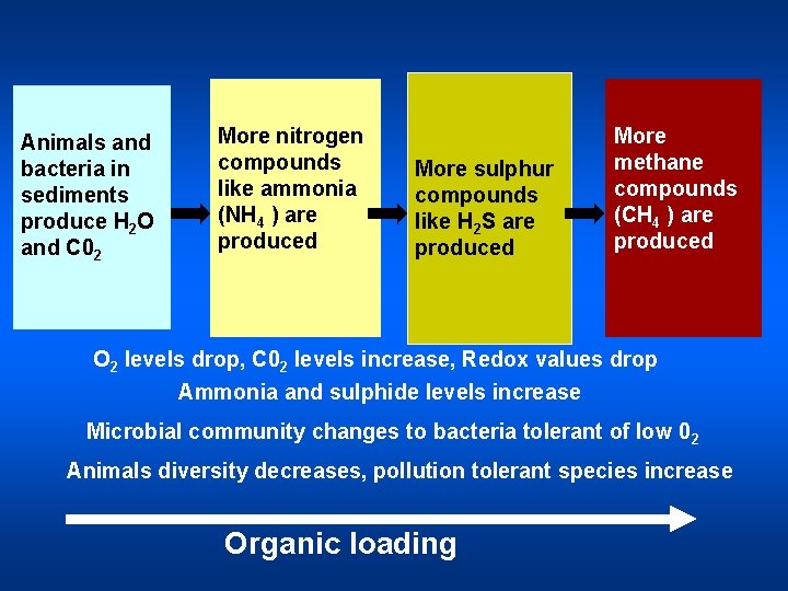 Animals and bacteria in sediments produce H 2 O and C 02 More nitrogen