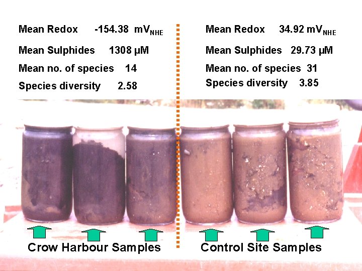 Mean Redox -154. 38 m. VNHE Mean Sulphides 1308 µM Mean no. of species