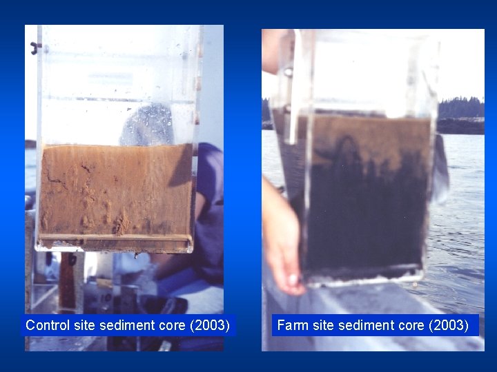 Control site sediment core (2003) Farm site sediment core (2003) 