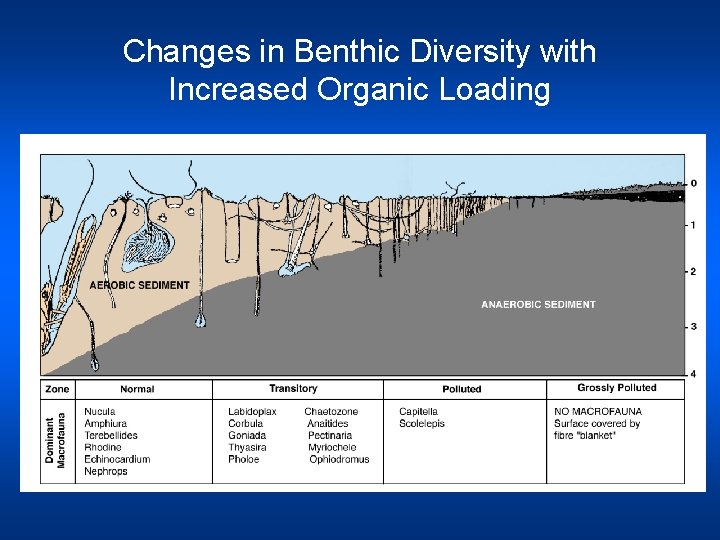 Changes in Benthic Diversity with Increased Organic Loading 