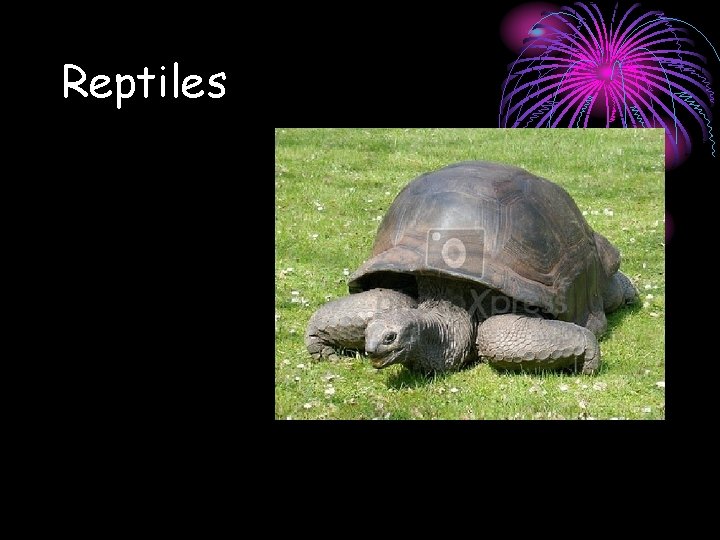 Reptiles 