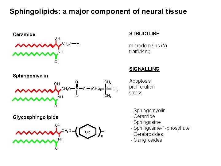 Sphingolipids: a major component of neural tissue Ceramide STRUCTURE OH CH 2 O H