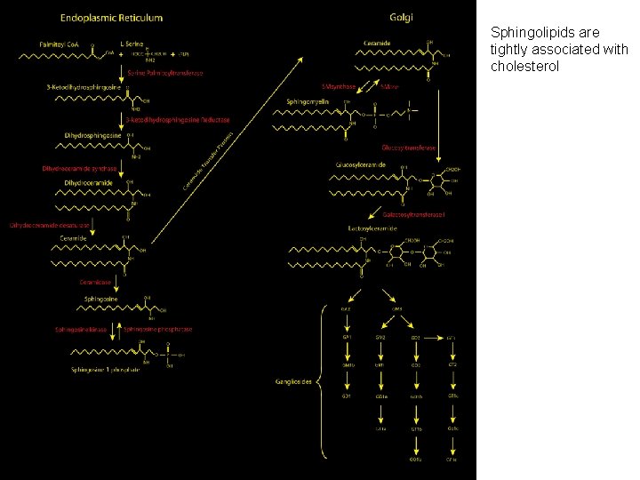 Sphingolipids are tightly associated with cholesterol 