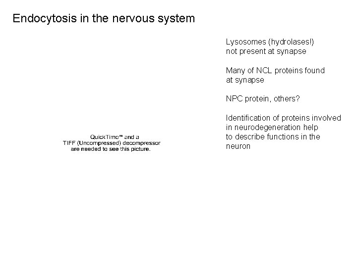 Endocytosis in the nervous system Lysosomes (hydrolases!) not present at synapse Many of NCL