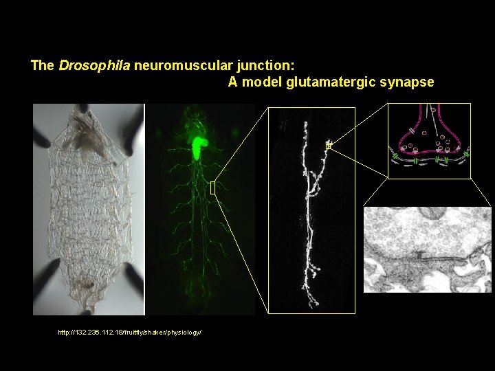 The Drosophila neuromuscular junction: A model glutamatergic synapse http: //132. 236. 112. 18/fruitfly/shaker/physiology/ 