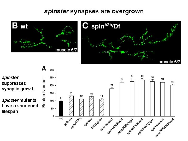 spinster synapses are overgrown spinster suppresses synaptic growth spinster mutants have a shortened lifespan