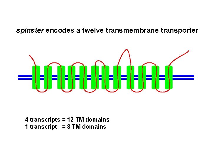 spinster encodes a twelve transmembrane transporter 4 transcripts = 12 TM domains 1 transcript