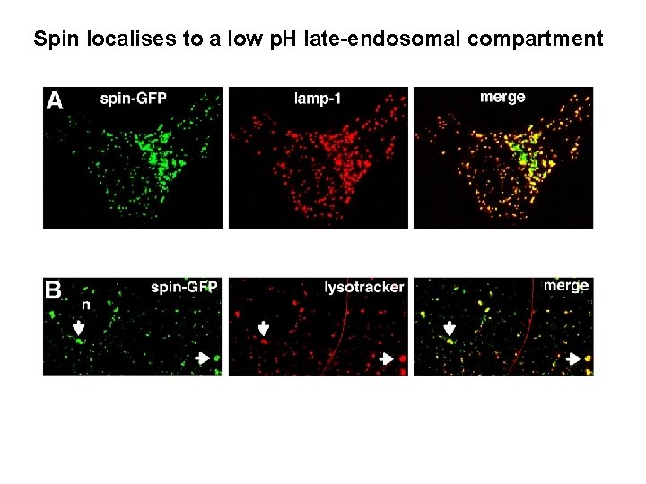 Spin localises to a low p. H late-endosomal compartment 