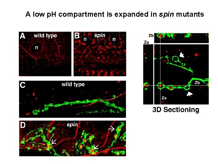 A low p. H compartment is expanded in spin mutants 