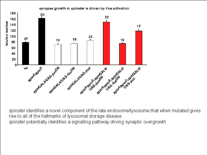 spinster identifies a novel component of the late endosome/lysosome that when mutated gives rise