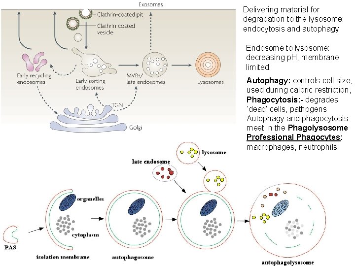 Delivering material for degradation to the lysosome: endocytosis and autophagy Endosome to lysosome: decreasing