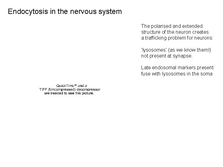 Endocytosis in the nervous system The polarised and extended structure of the neuron creates