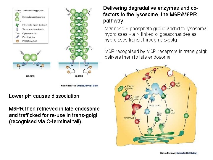 Delivering degradative enzymes and cofactors to the lysosome, the M 6 P/M 6 PR