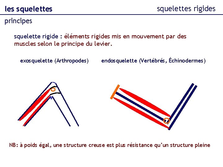 les squelettes rigides principes squelette rigide : éléments rigides mis en mouvement par des