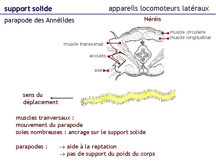 appareils locomoteurs latéraux support solide Néréis parapode des Annélides muscle circulaire muscle longitudinal muscle