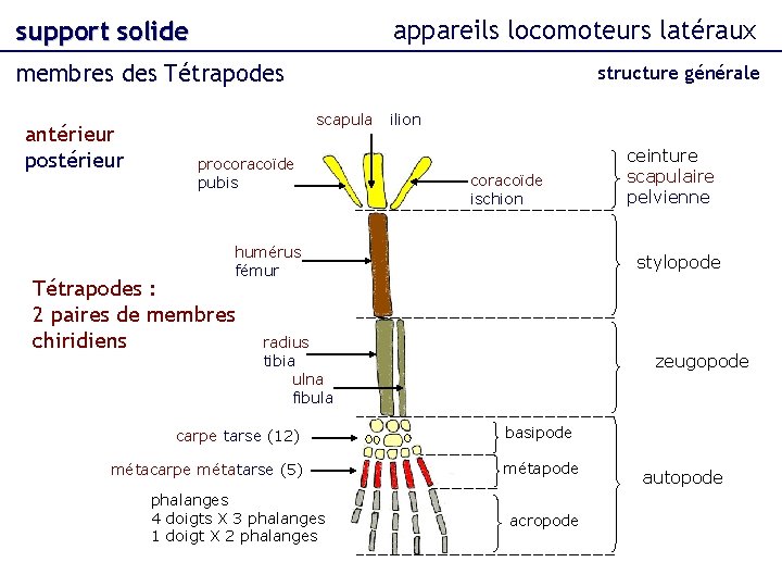 appareils locomoteurs latéraux support solide membres des Tétrapodes antérieur postérieur structure générale scapula procoracoïde