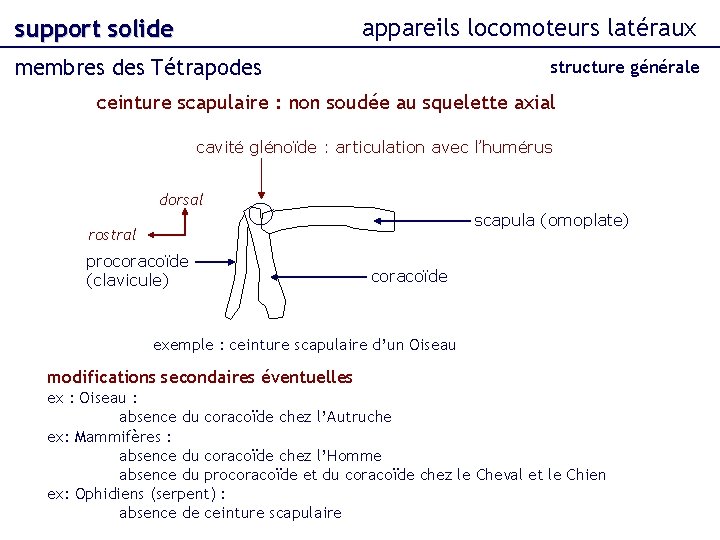 appareils locomoteurs latéraux support solide membres des Tétrapodes structure générale ceinture scapulaire : non