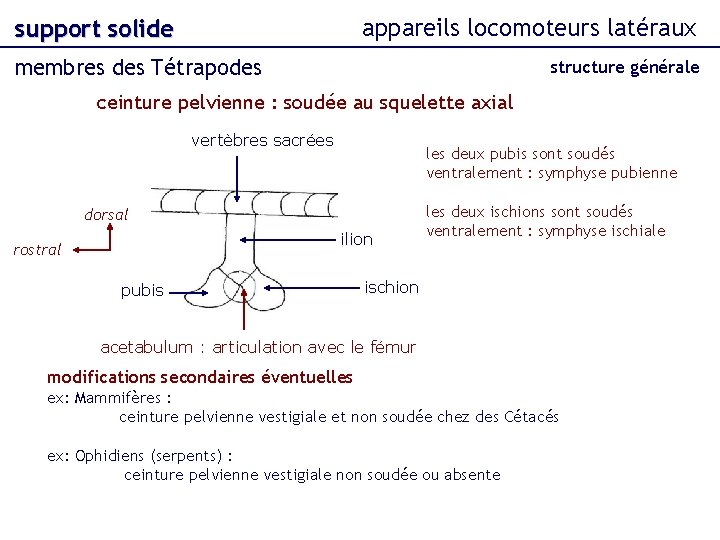 appareils locomoteurs latéraux support solide membres des Tétrapodes structure générale ceinture pelvienne : soudée