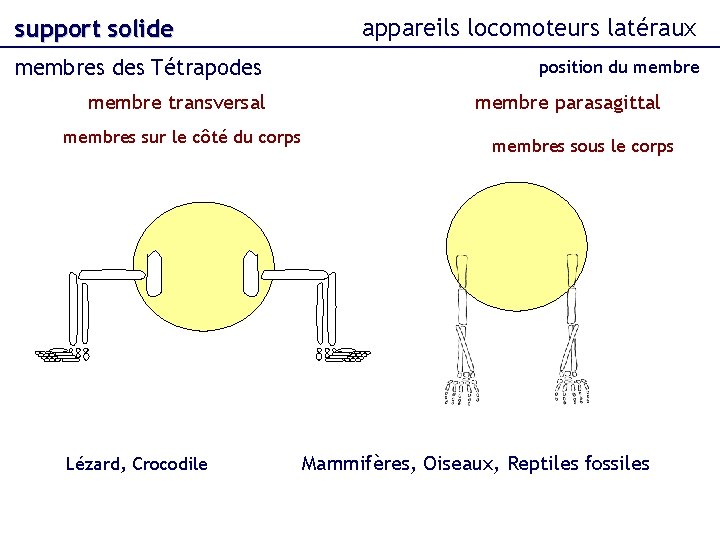 support solide membres des Tétrapodes membre transversal membres sur le côté du corps Lézard,