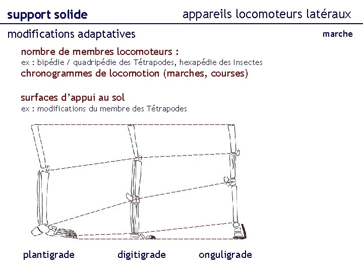 appareils locomoteurs latéraux support solide modifications adaptatives marche nombre de membres locomoteurs : ex