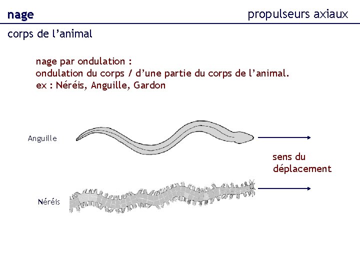 propulseurs axiaux nage corps de l’animal nage par ondulation : ondulation du corps /