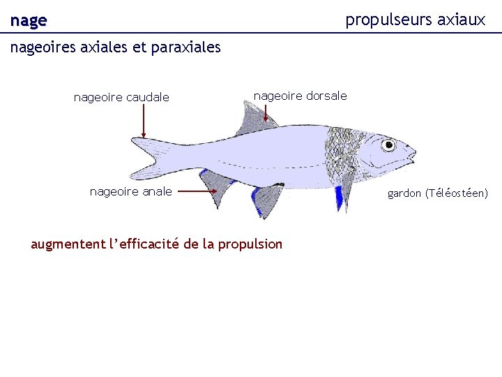 propulseurs axiaux nageoires axiales et paraxiales nageoire caudale nageoire dorsale nageoire anale augmentent l’efficacité