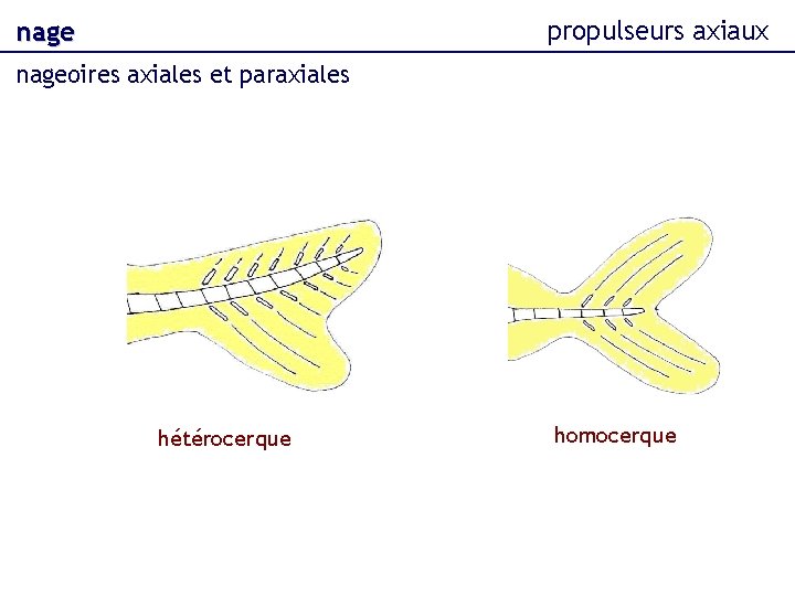 propulseurs axiaux nageoires axiales et paraxiales hétérocerque homocerque 
