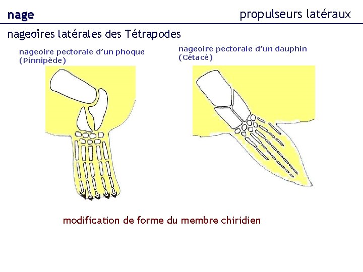 propulseurs latéraux nageoires latérales des Tétrapodes nageoire pectorale d’un phoque (Pinnipède) nageoire pectorale d’un