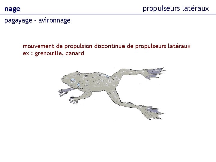 propulseurs latéraux nage pagayage - avironnage mouvement de propulsion discontinue de propulseurs latéraux ex