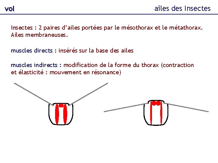 vol ailes des Insectes : 2 paires d’ailes portées par le mésothorax et le