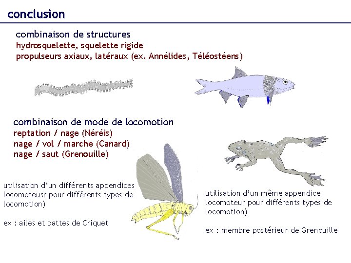 conclusion combinaison de structures hydrosquelette, squelette rigide propulseurs axiaux, latéraux (ex. Annélides, Téléostéens) combinaison