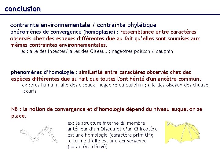 conclusion contrainte environnementale / contrainte phylétique phénomènes de convergence (homoplasie) : ressemblance entre caractères