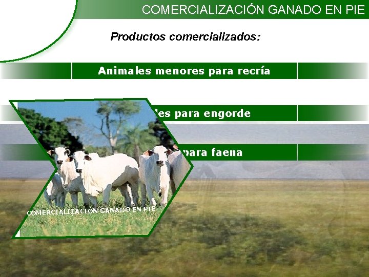 COMERCIALIZACIÓN GANADO EN PIE Productos comercializados: Animales menores para recría Animales para engorde Animales