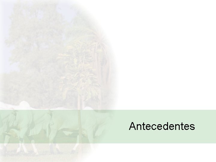 Antecedentes 