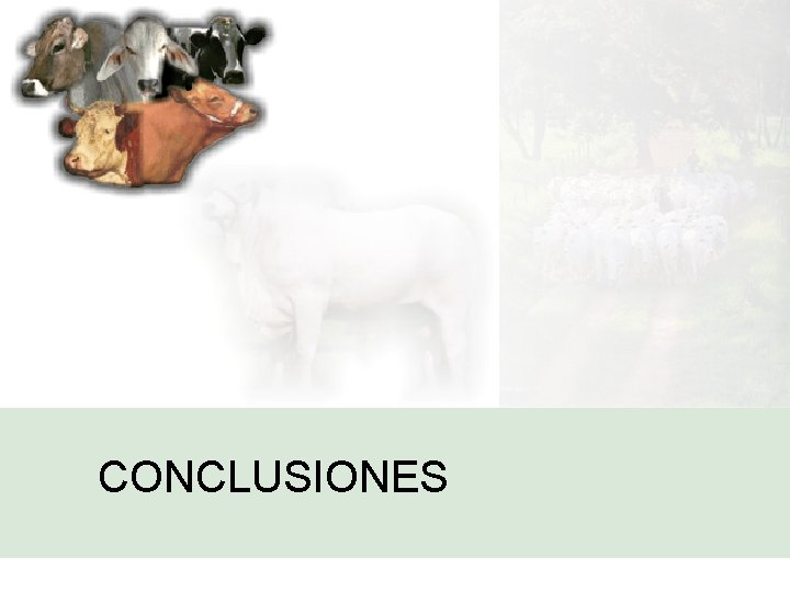 CONCLUSIONES 