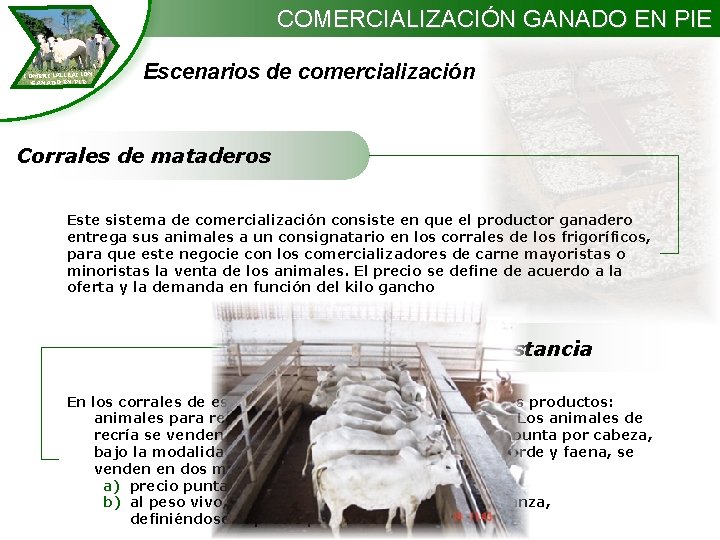 COMERCIALIZACIÓN GANADO EN PIE Escenarios de comercialización Corrales de mataderos Este sistema de comercialización