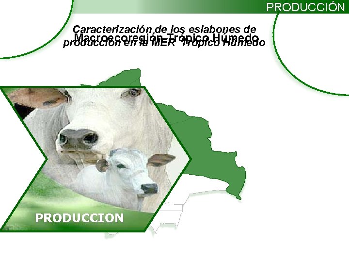 PRODUCCIÓN Caracterización de los eslabones de Macroecoregión Trópico Húmedo producción en la MER Trópico