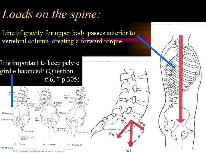 Loads on the spine: Line of gravity for upper body passes anterior to vertebral