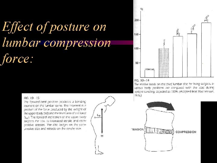 Effect of posture on lumbar compression force: 