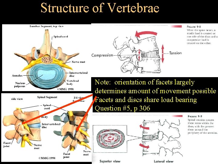 Structure of Vertebrae Note: orientation of facets largely determines amount of movement possible Facets