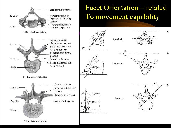 Facet Orientation – related To movement capability 