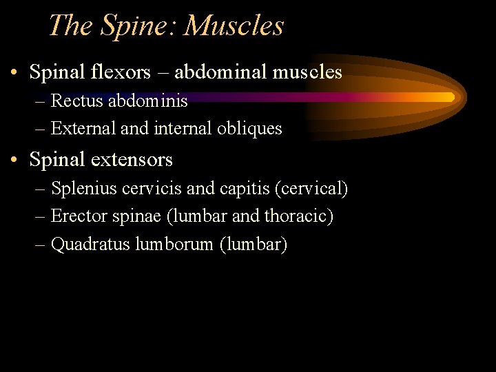 The Spine: Muscles • Spinal flexors – abdominal muscles – Rectus abdominis – External