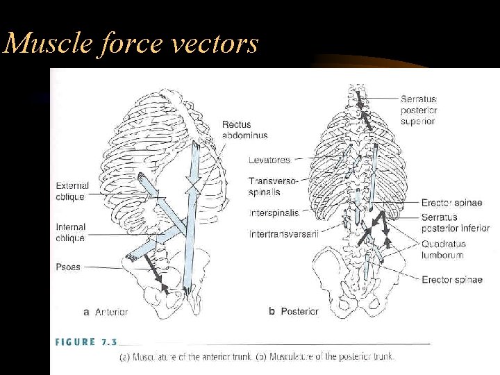 Muscle force vectors 