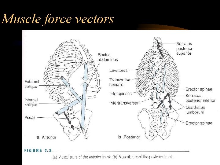 Muscle force vectors 