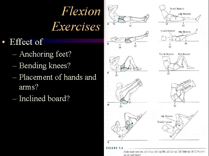 Flexion Exercises • Effect of – Anchoring feet? – Bending knees? – Placement of