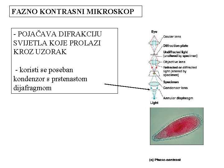 FAZNO KONTRASNI MIKROSKOP - POJAČAVA DIFRAKCIJU SVIJETLA KOJE PROLAZI KROZ UZORAK - koristi se