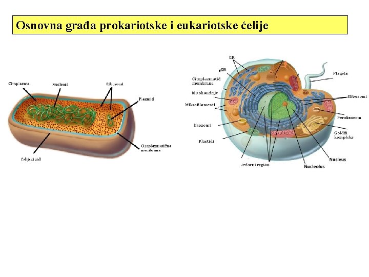 Osnovna građa prokariotske i eukariotske ćelije 