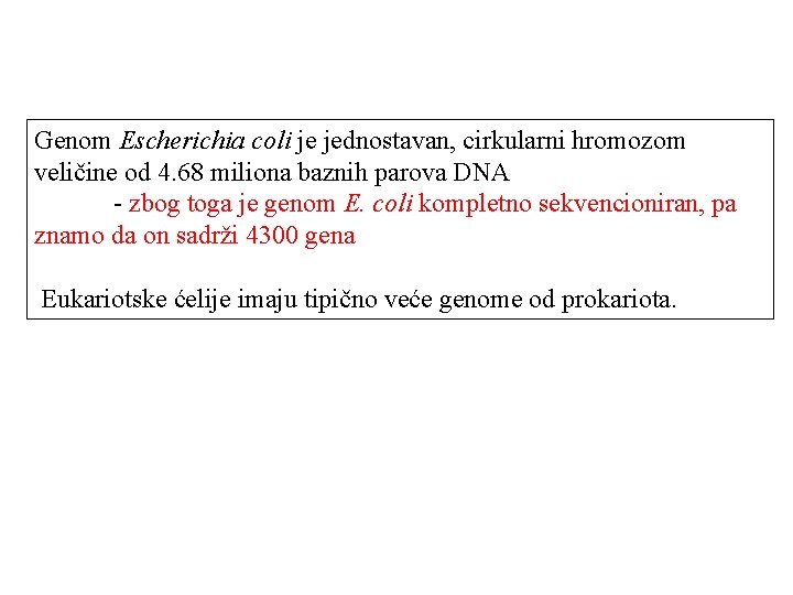Genom Escherichia coli je jednostavan, cirkularni hromozom veličine od 4. 68 miliona baznih parova